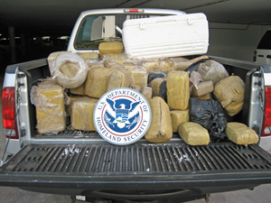 Some of the marijuana seized by ICE in Miami