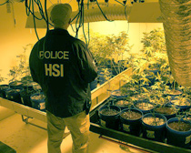 Agents uncover hydroponic marijuana grow and weapons at National City warehouse