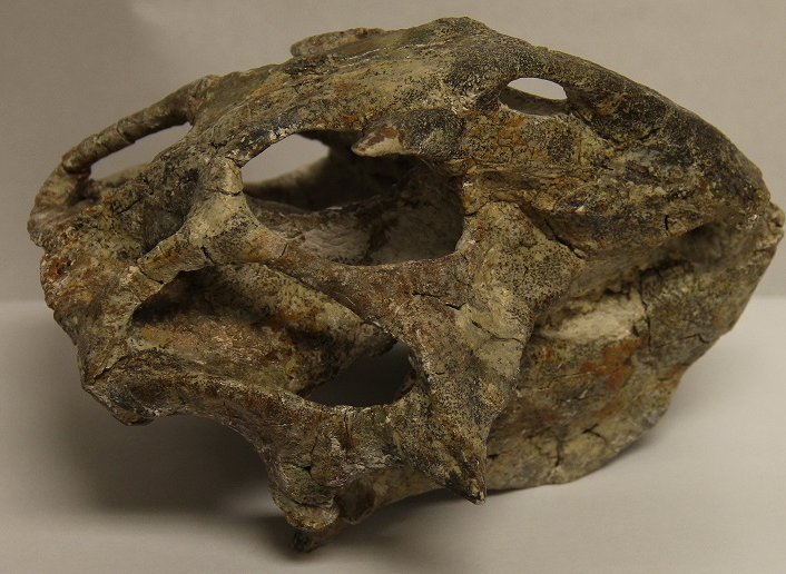 Cráneo de Alioramus