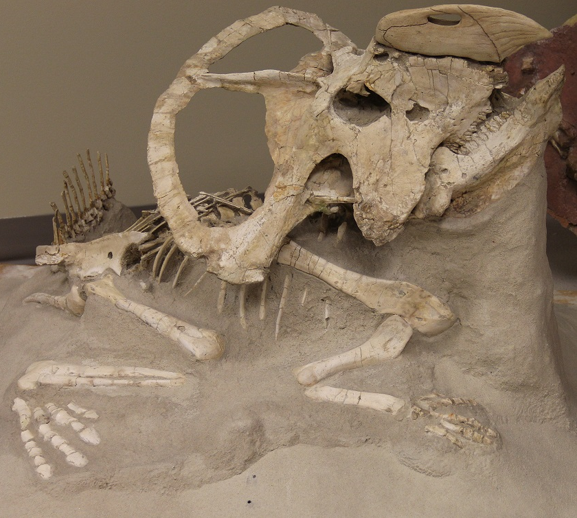 Esqueleto de Protoceratops