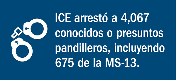 ICE arresto a 4,067 conocidos o presuntos pandilleros, incluyendo 675 de la MS-13