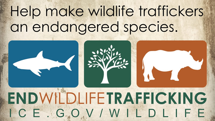 End Wildlife Trafficking