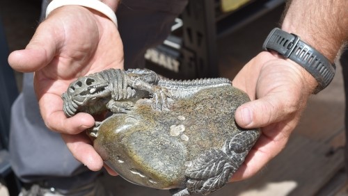 HSI Tucson, multiagency investigation unearths over M worth of dinosaur bones allegedly stolen from Utah, shipped to China for profit