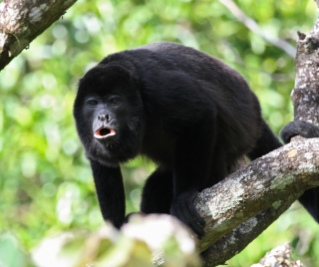A wild howler monkey similar to those seized at the Brownsville and Matamoros International Bridge.