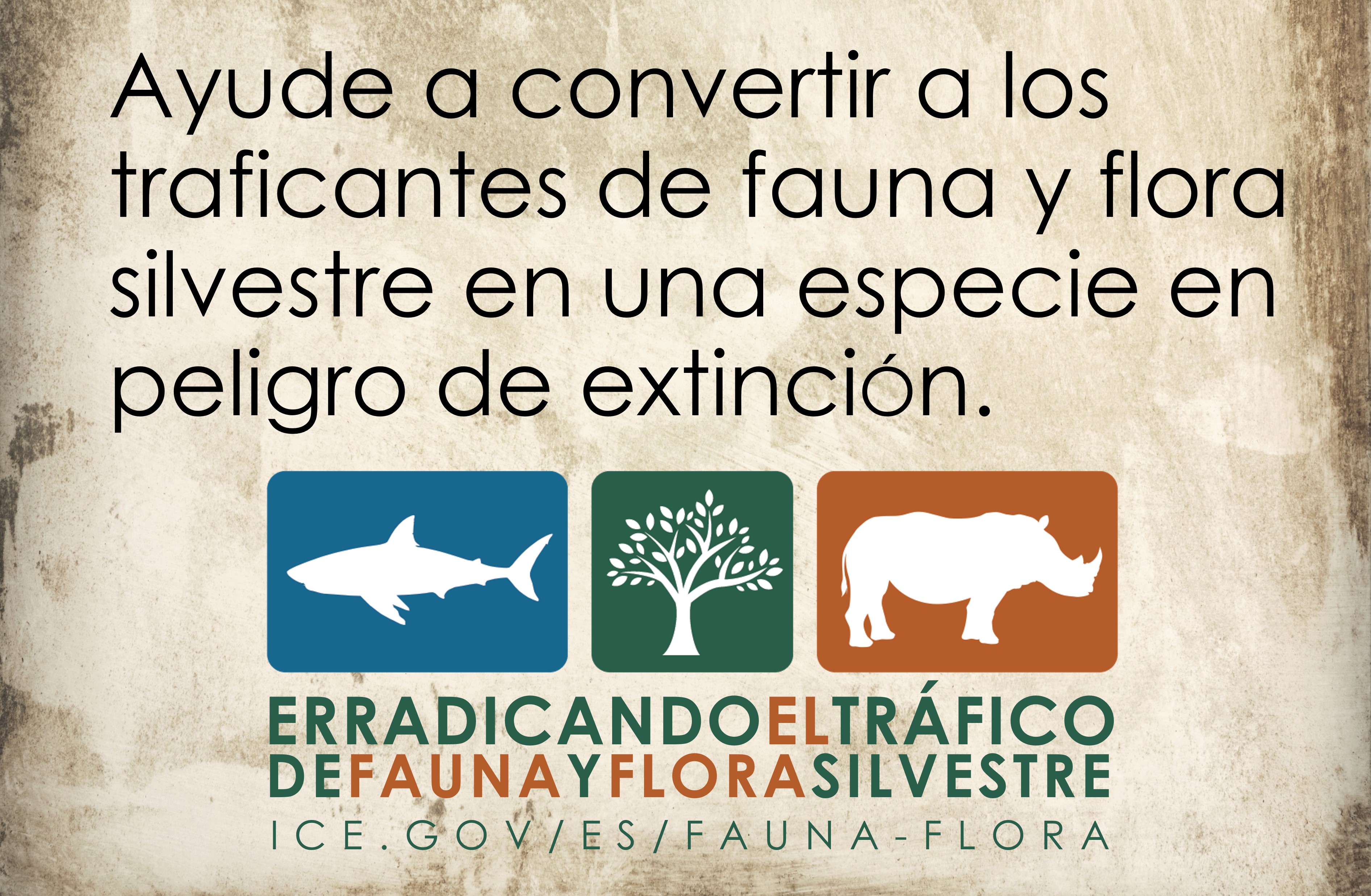 El tráfico de fauna y flora silvestre: El por qué la lucha contra este tipo de comercio ilícito es crítica | ICE El tráfico de fauna y flora silvestre: El por qué la lucha contra este tipo de comercio ilícito es crítica | ICE
