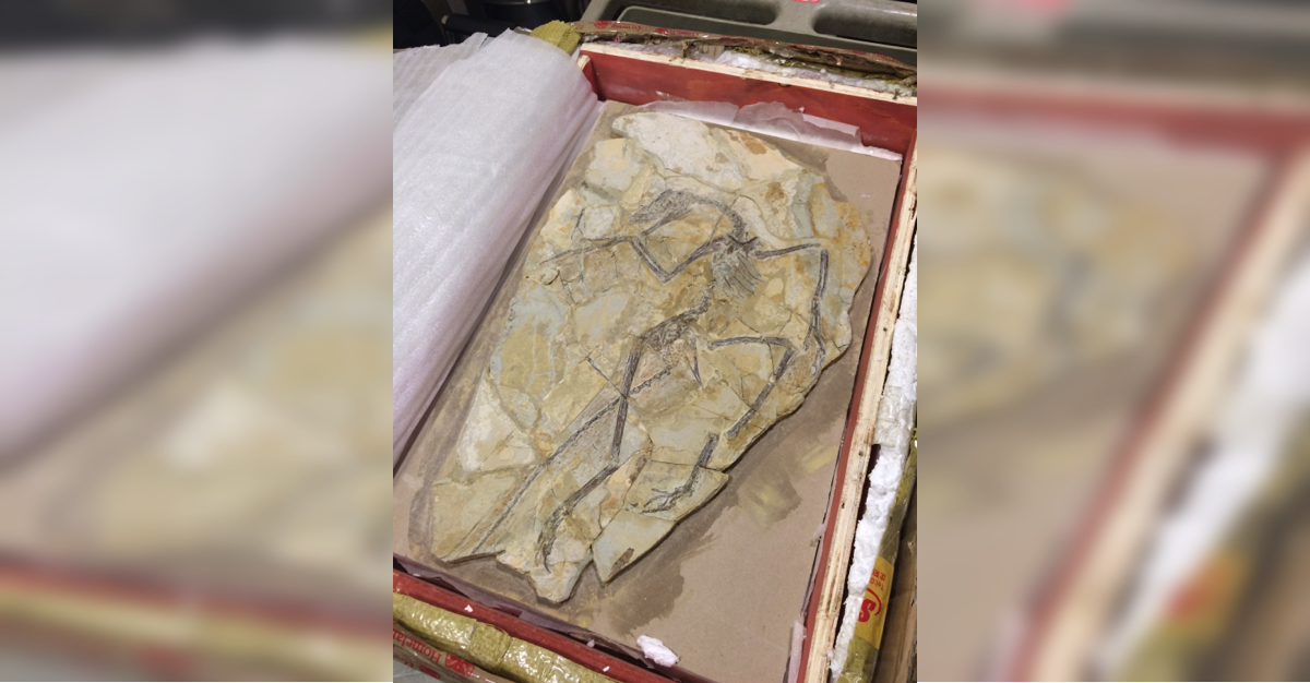 ICE returns ancient dinosaur fossil, ancient cultural artifacts to China