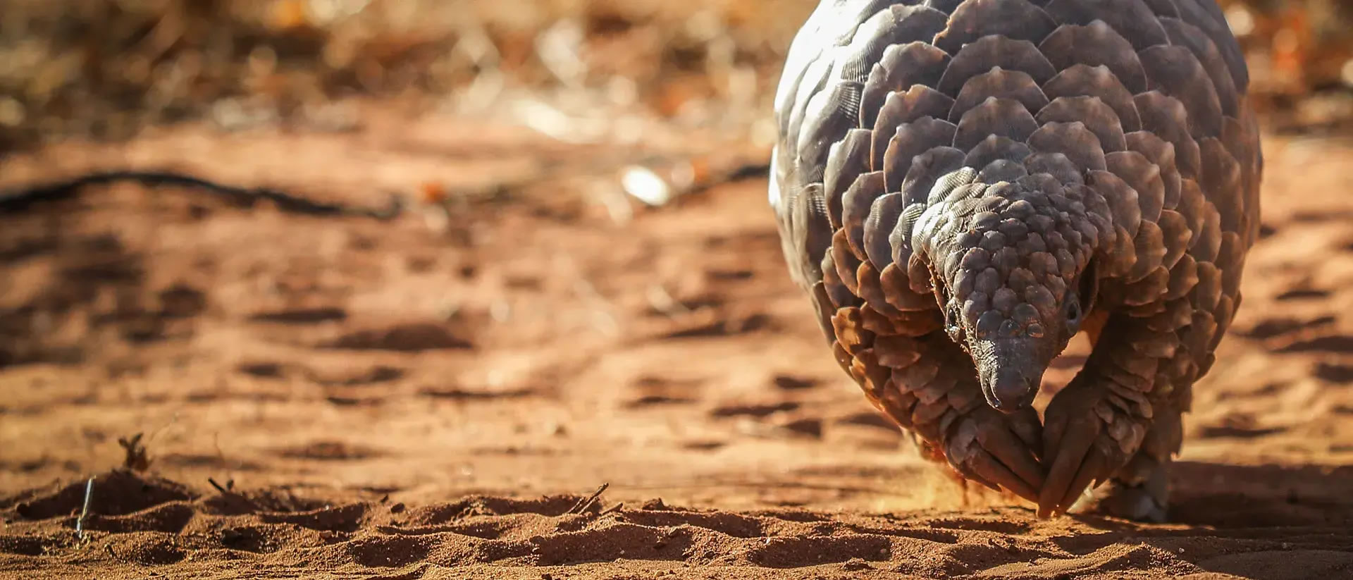 Wildlife Trafficking