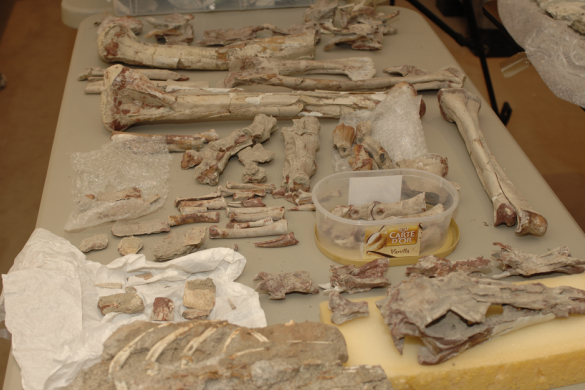 Dinosaur skeletons, egg returned to Mongolia