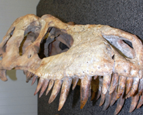 HSI takes custody of Tyrannosaurus dinosaur skeleton looted from Mongolia