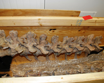 HSI takes custody of Tyrannosaurus dinosaur skeleton looted from Mongolia