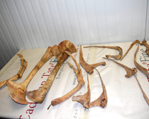 HSI takes custody of Tyrannosaurus dinosaur skeleton looted from Mongolia