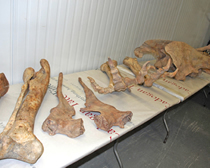 HSI arrests Florida man for illegally importing dinosaur fossils
