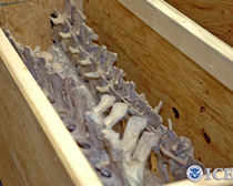 HSI arrests Florida man for illegally importing dinosaur fossils