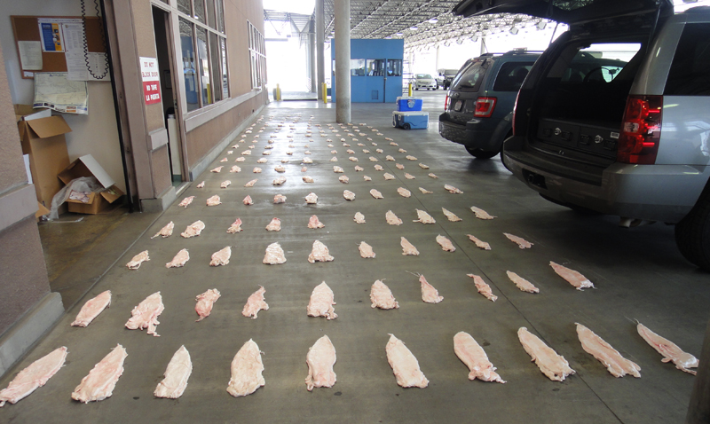 Feds charge 7 in probe targeting smuggling of highly prized fish bladders