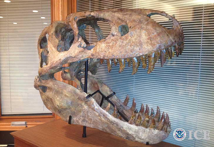 Wyoming fossil retailer pleads guilty to smuggling dinosaur and other fossils into the US