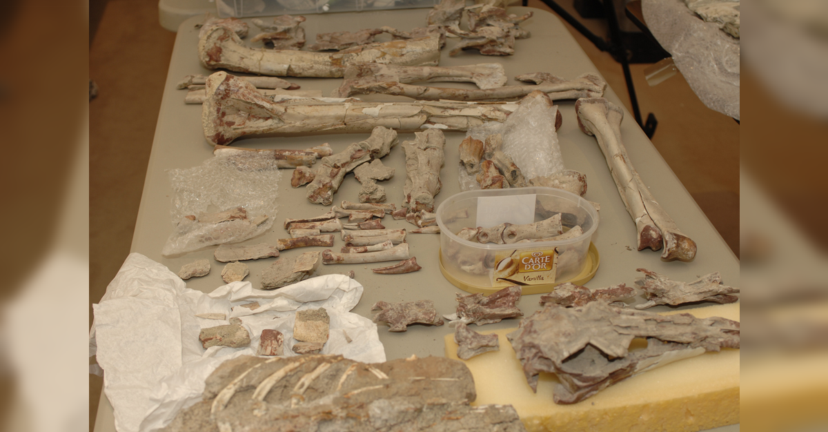 Dinosaur skeletons, egg returned to Mongolia