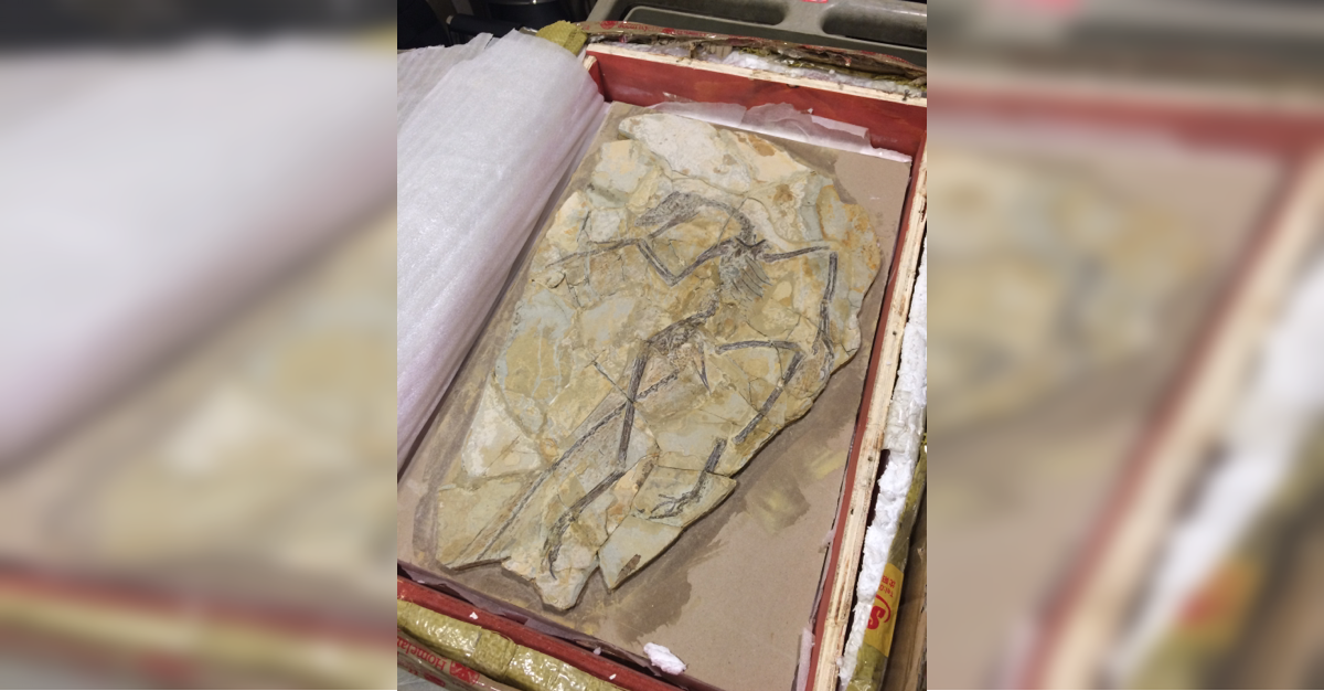 ICE returns ancient dinosaur fossil, ancient cultural artifacts to China