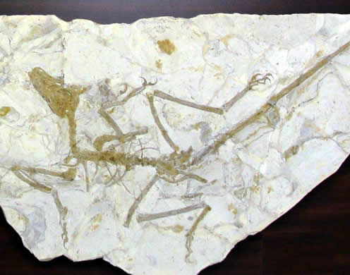 Micro Raptor Fossil