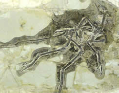 Micro Raptor Fossil 