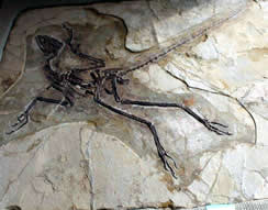 Anchiornis Fossil