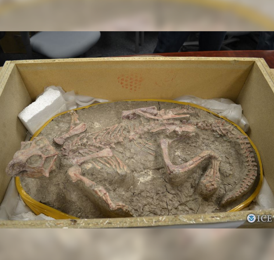 Canadian dealer sentenced for trafficking Chinese fossils at local ...