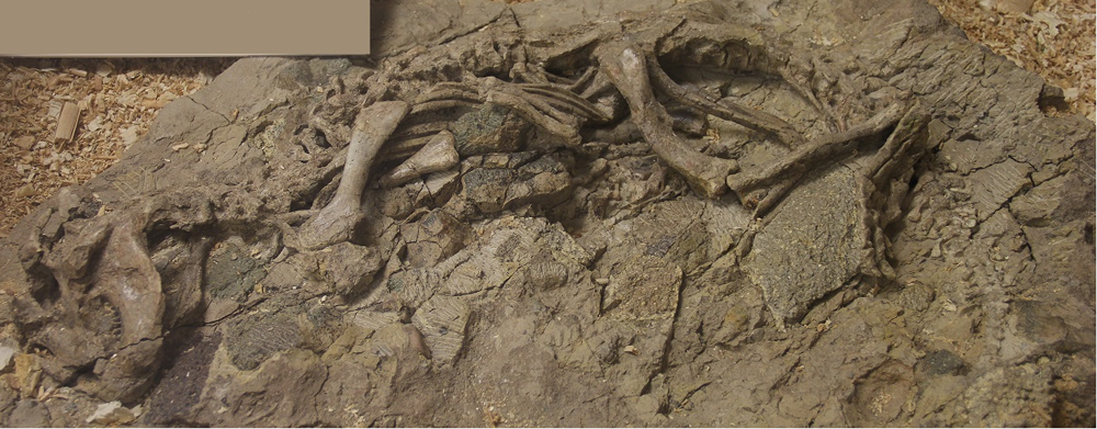 ICE returns dinosaur skeletons, eggs to Mongolia