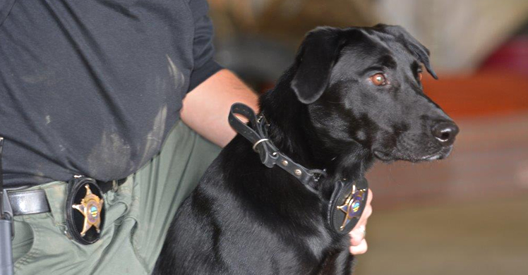 Electronic-detection K9 "Ruger" a 'game-changer' in fight against child predators