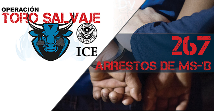 'Operación Toro Salvaje' de ICE produce 267 arrestos de miembros de MS-13