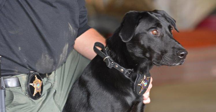 The Urgency In Fighting Childhood >> Electronic Detection K9 Ruger A Game Changer In Fight Against The Urgency In Fighting Childhood >> Electronic Detection K9 Ruger A Game Changer In Fight Against