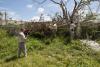 Tree Cutting in Casa de Todos