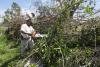 Tree Cutting in Casa de Todos