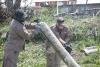 Tree Cutting in Casa de Todos