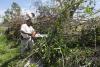 Tree Cutting in Casa de Todos